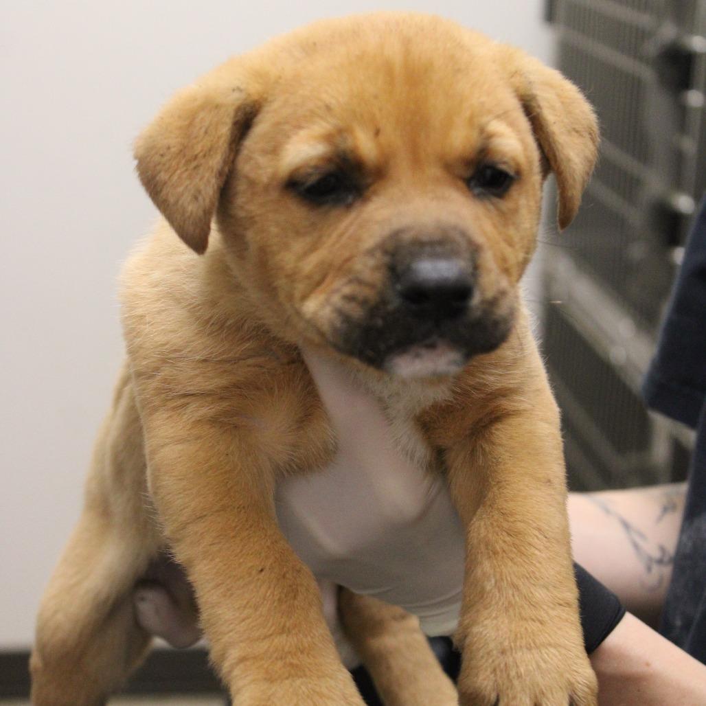 Enlarge Millie Muffin, a Adoptable mixed breed in Cleveland, MS image 3/5