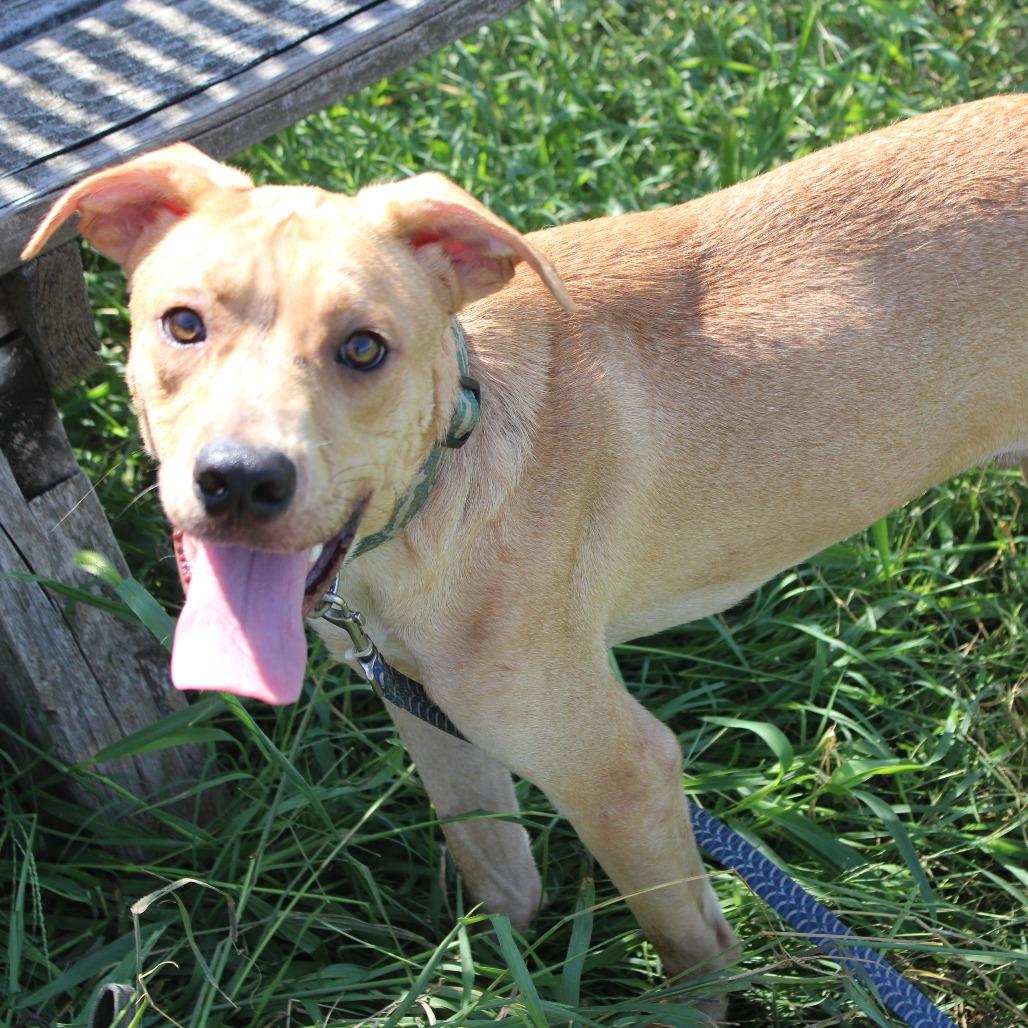 Enlarge Millie Muffin, a Adoptable mixed breed in Cleveland, MS image 4/5