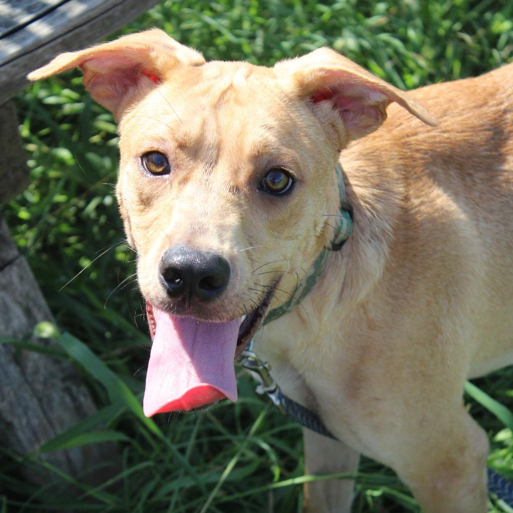 Enlarge Millie Muffin, a Adoptable mixed breed in Cleveland, MS image 5/5