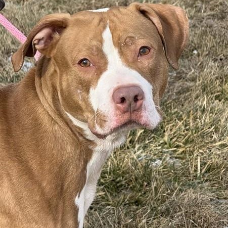Enlarge "Arlo", a ADOPTABLE American Staffordshire Terrier in Perkiomenville, PA image 1/1
