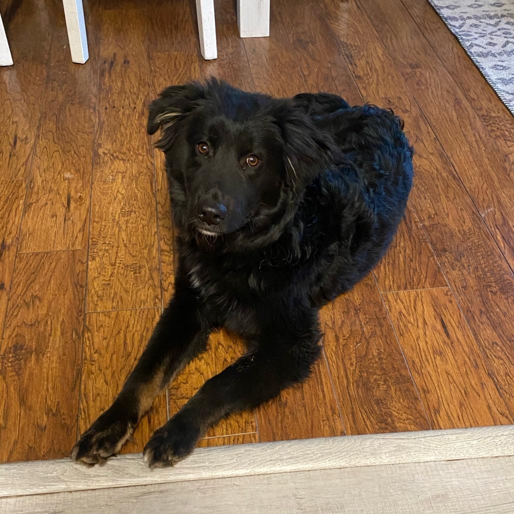 Gator, Adoptable, Young Male Shepherd & Mixed Breed.