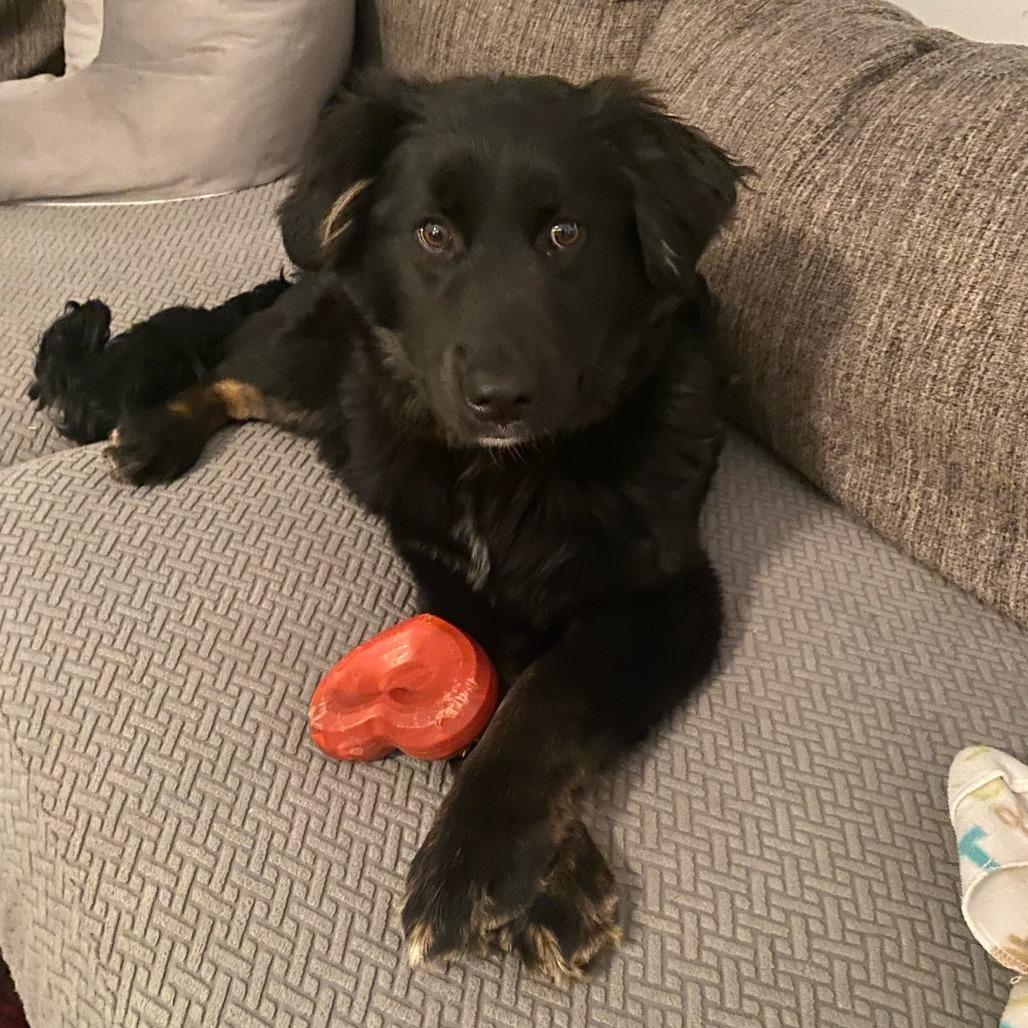 Enlarge Gator, a Adoptable mixed breed in Grand Junction, CO image 2/5