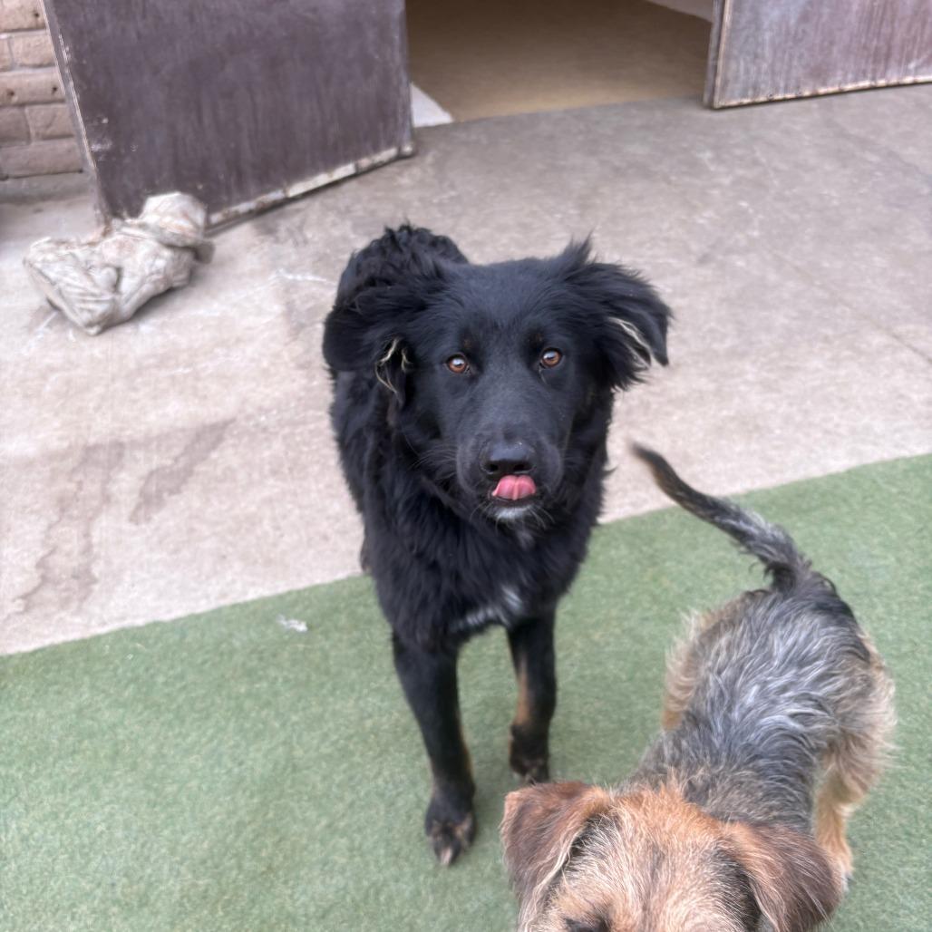 Enlarge Gator, a Adoptable mixed breed in Grand Junction, CO image 3/5