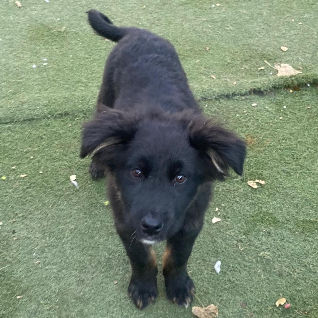 Enlarge Gator, a Adoptable mixed breed in Grand Junction, CO image 4/5