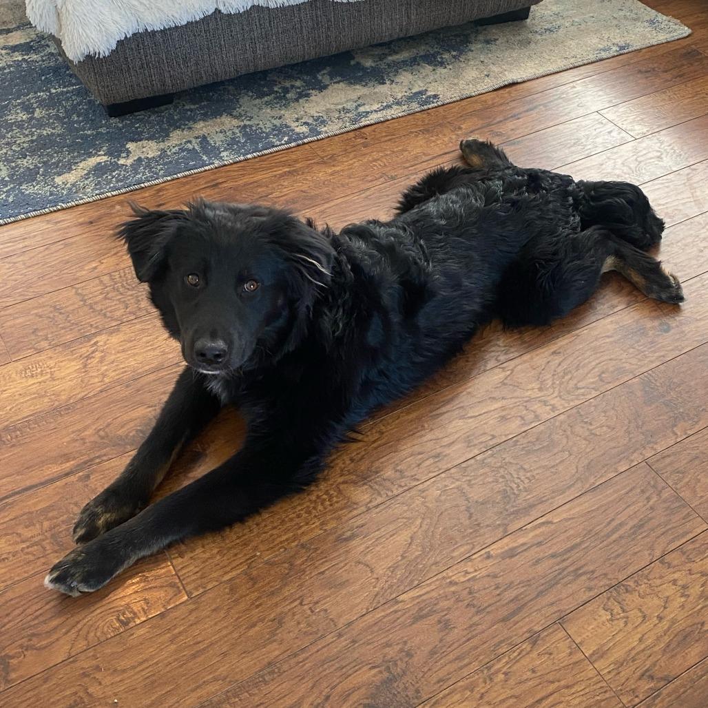 Enlarge Gator, a Adoptable mixed breed in Grand Junction, CO image 5/5