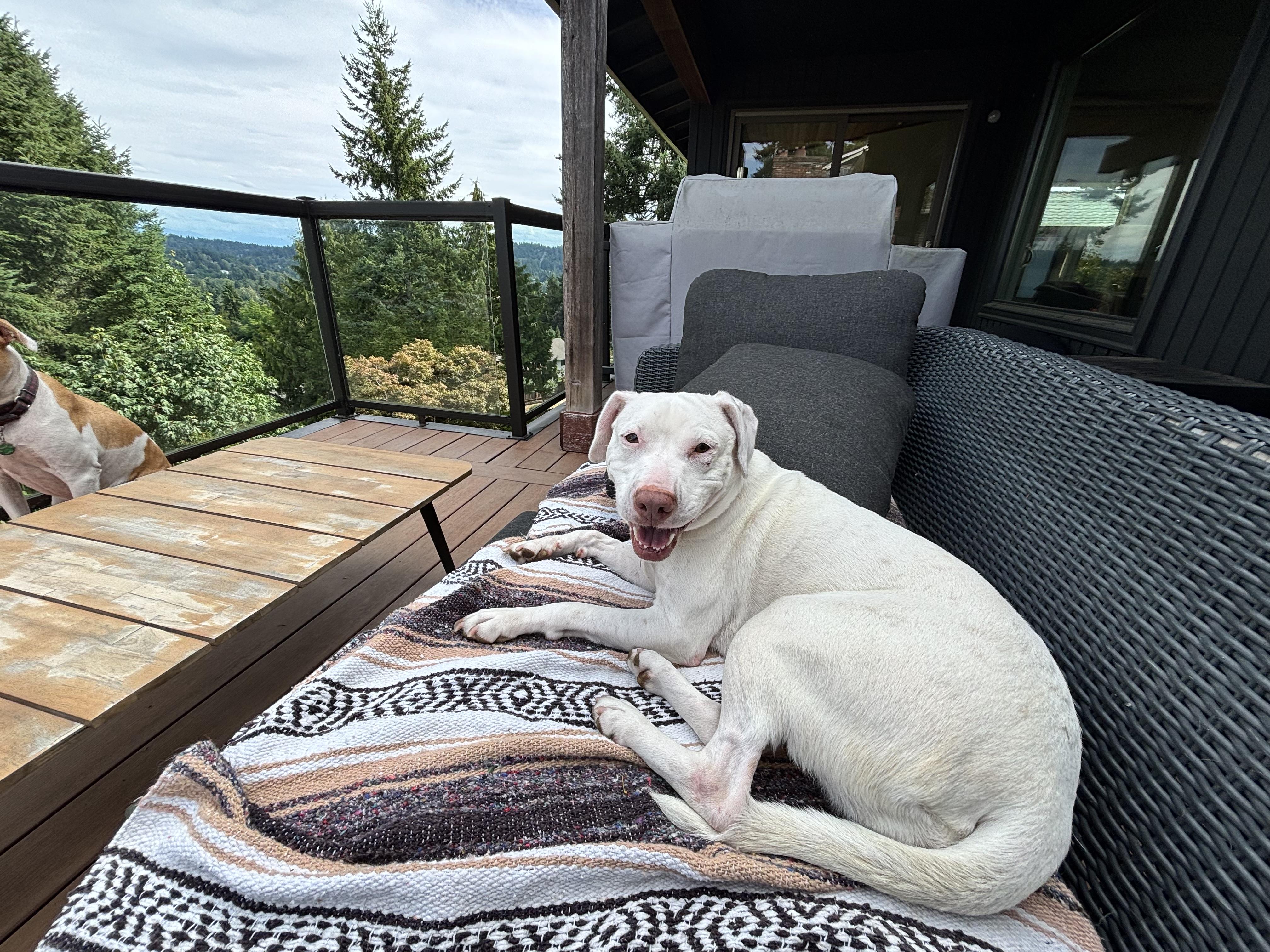 Enlarge Mattie, a Adoptable mixed breed in Seattle, WA image 2/6