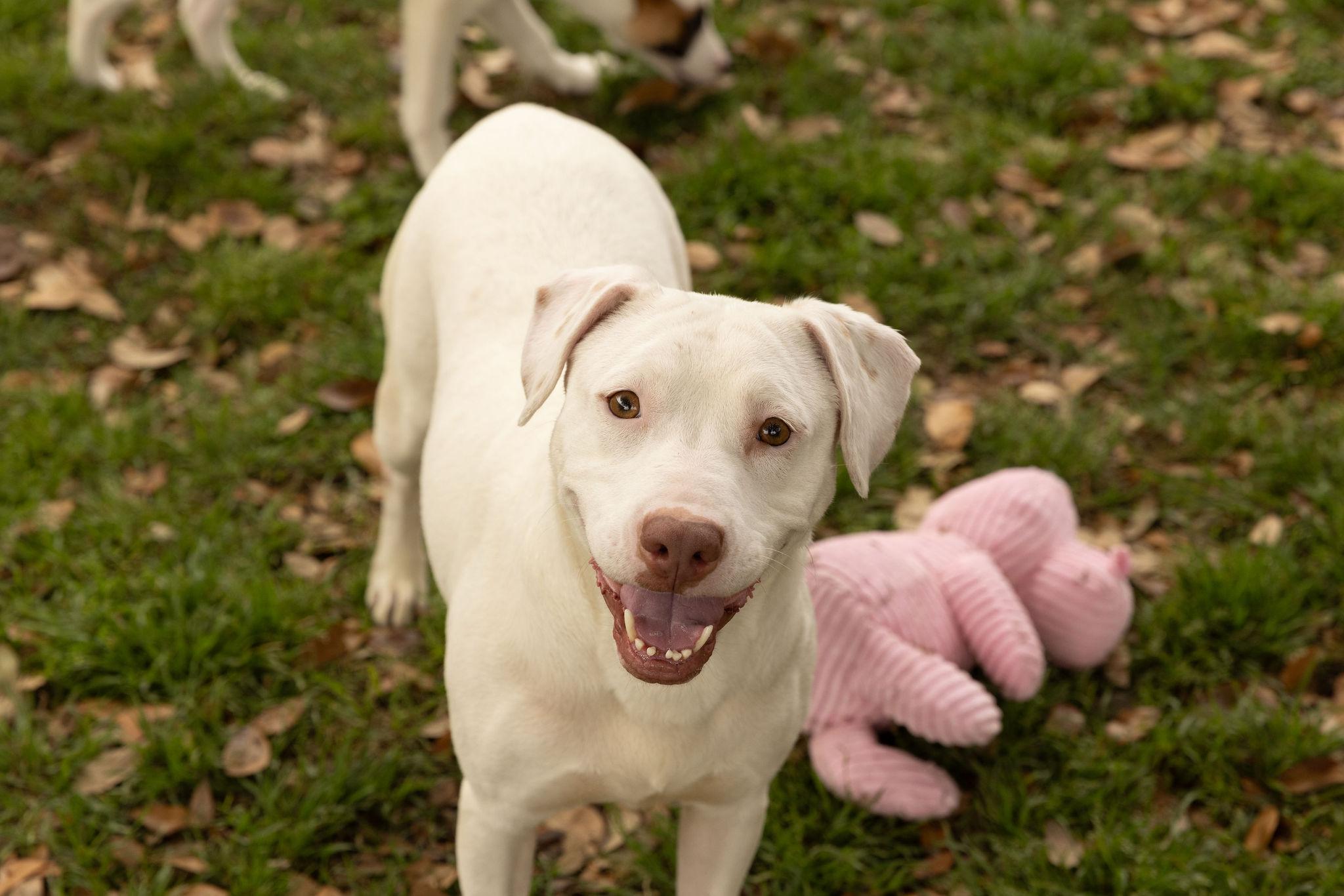 Mattie, Adoptable, Adult Female American Staffordshire Terrier.