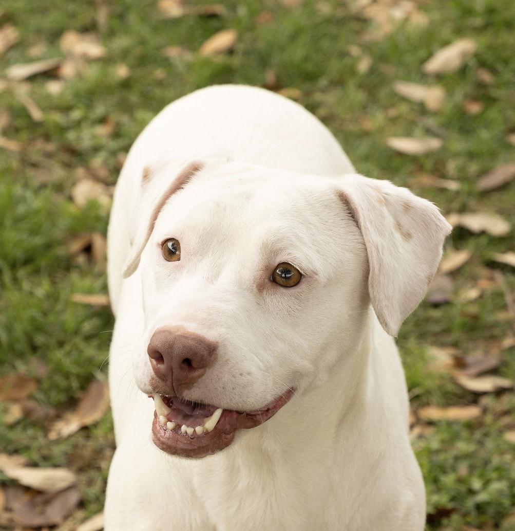 Enlarge Mattie, a Adoptable mixed breed in Seattle, WA image 3/6