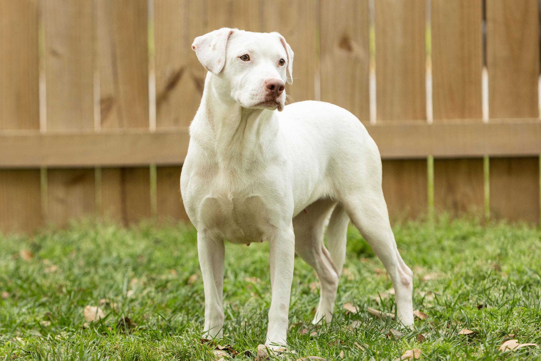 Enlarge Mattie, a Adoptable mixed breed in Seattle, WA image 6/6