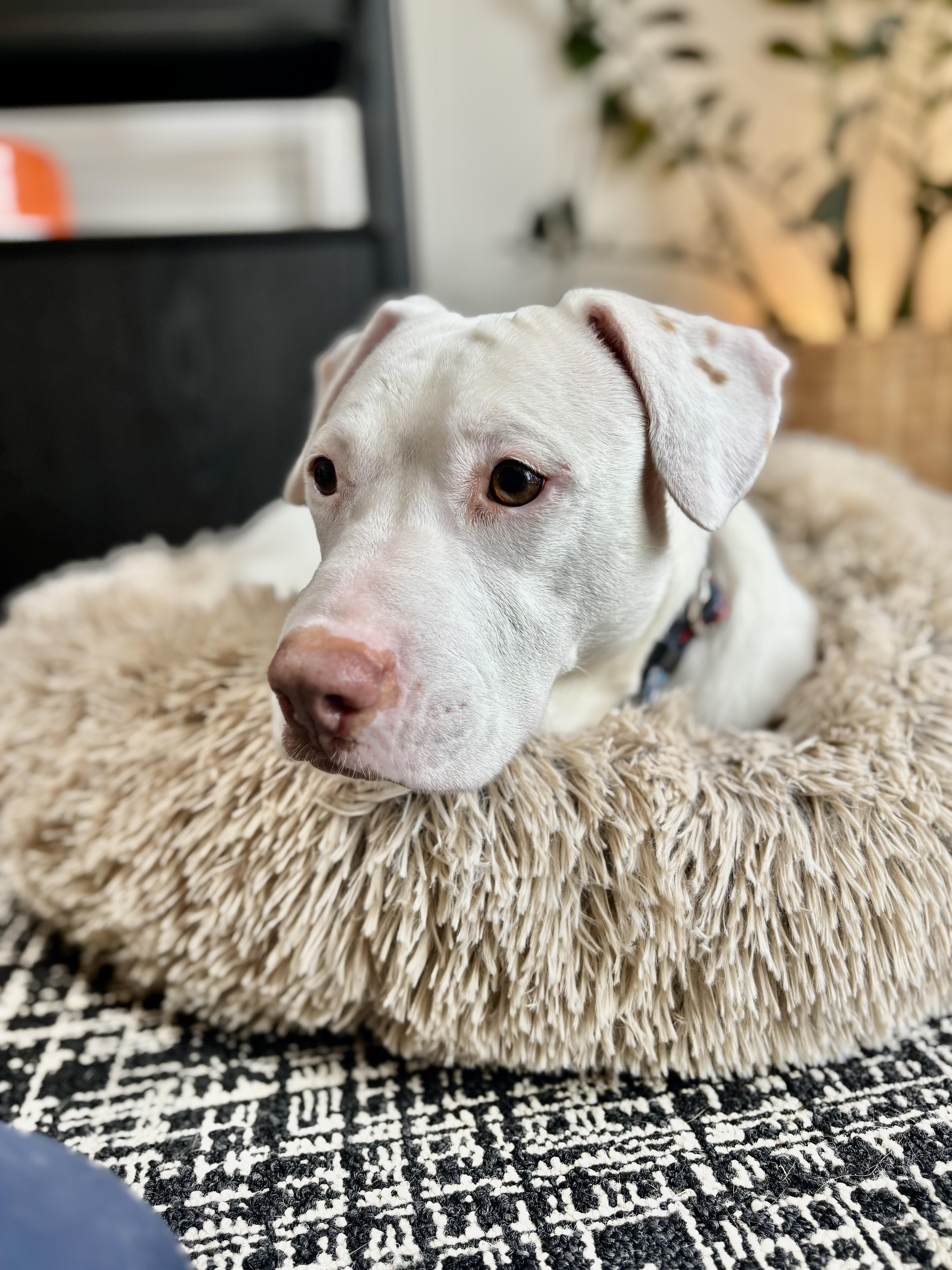 Enlarge Mattie, a Adoptable mixed breed in Seattle, WA image 4/6