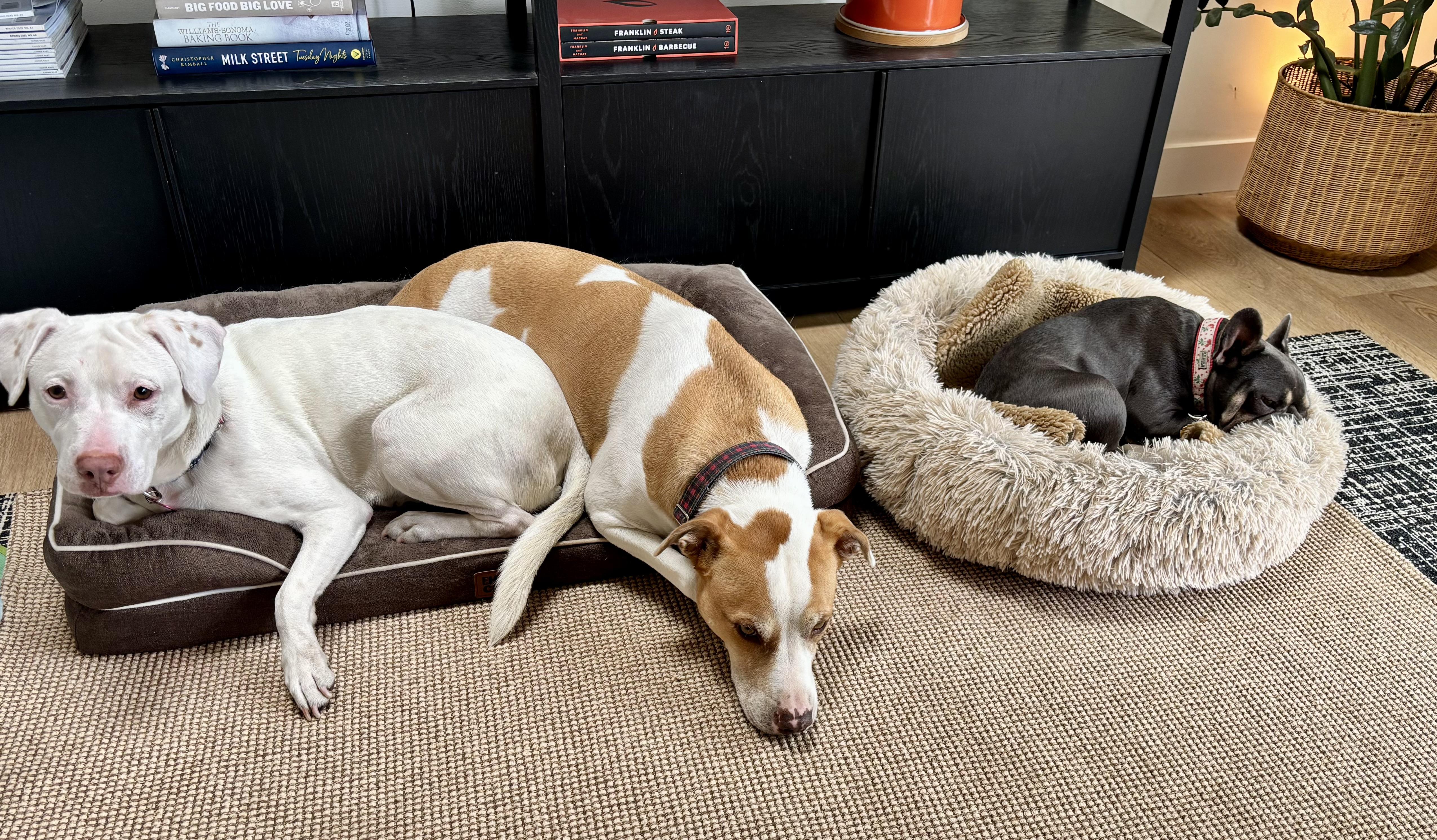 Enlarge Mattie, a Adoptable mixed breed in Seattle, WA image 5/6