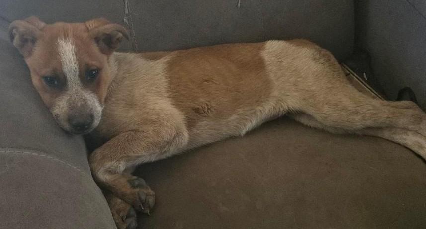 Fox Terrier Mix Pups