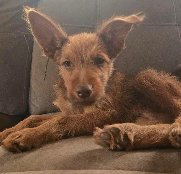 Fox Terrier Mix Pups, a Adoptable mixed breed in Carlsbad, CA image 2/3