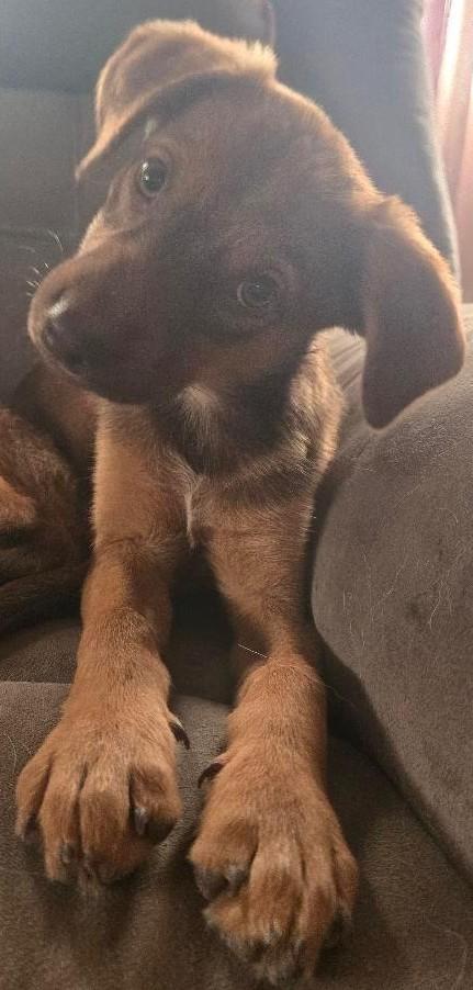 Fox Terrier Mix Pups, Baby Male unknown