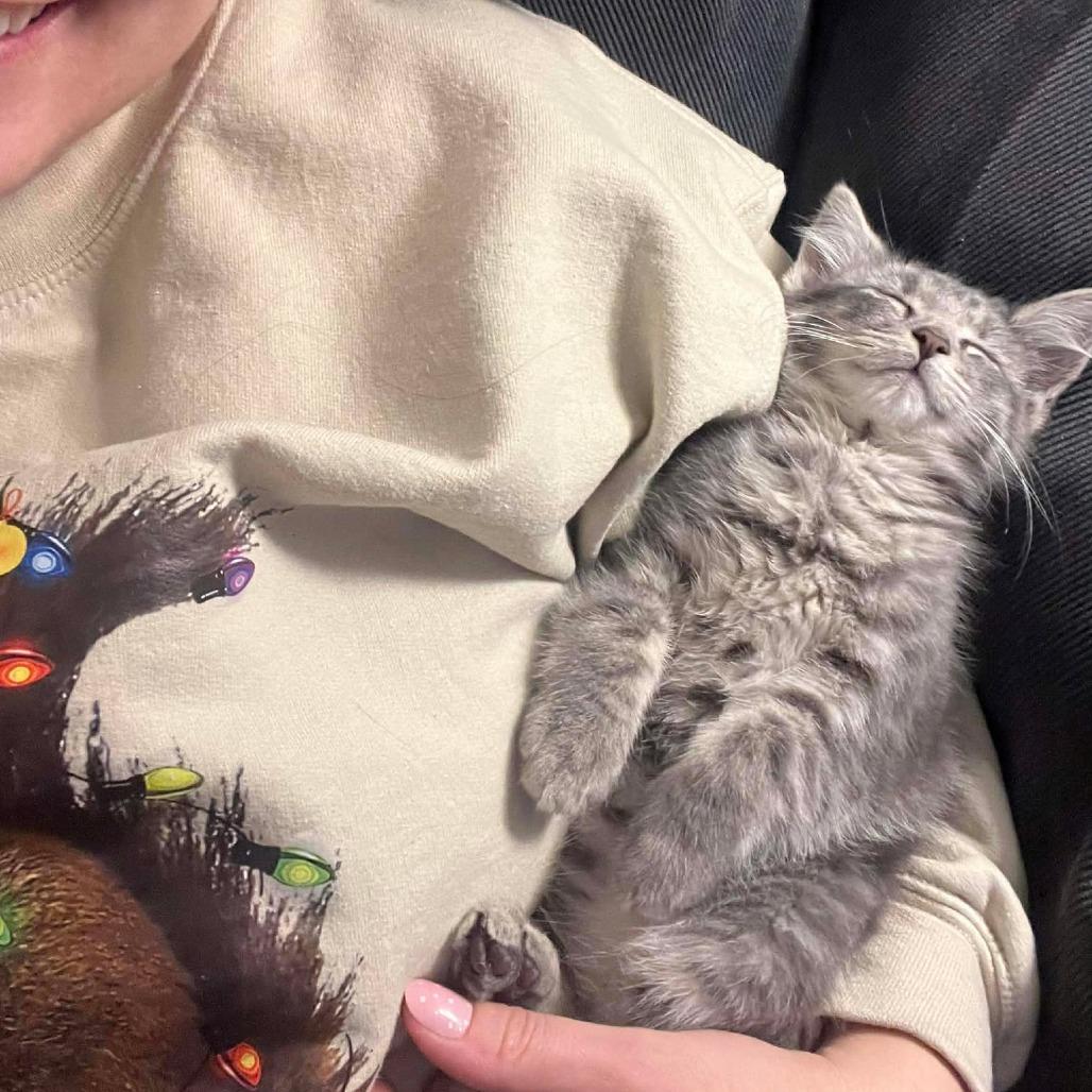 Enlarge Cinders, a Adoptable Domestic Short Hair in Jarrettsville, MD image 1/6