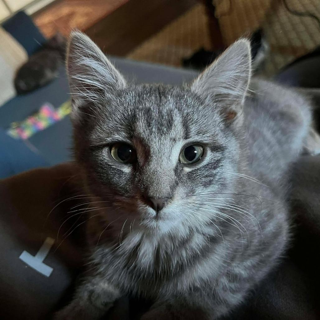 Enlarge Cinders, a Adoptable Domestic Short Hair in Jarrettsville, MD image 2/6