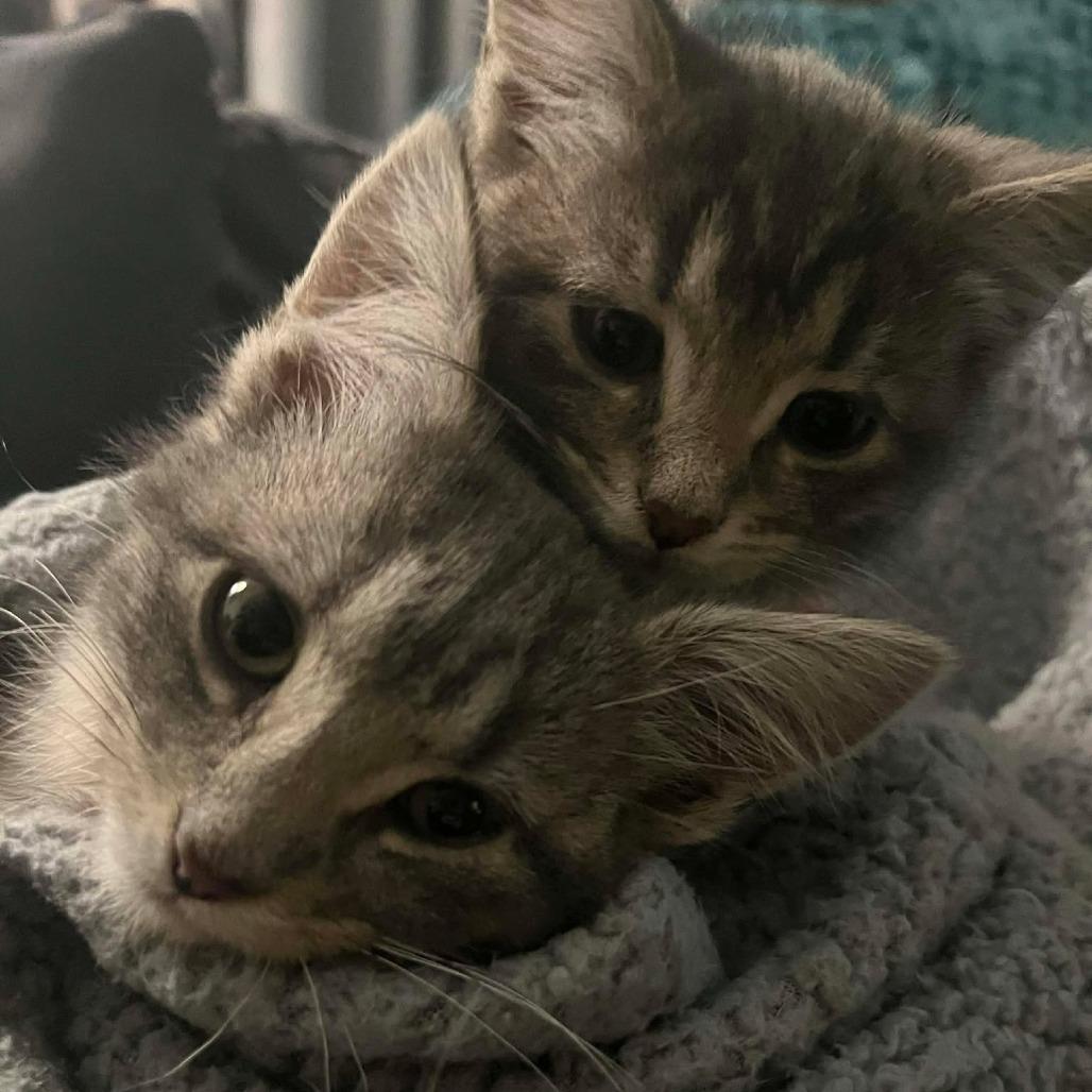 Enlarge Cinders, a Adoptable Domestic Short Hair in Jarrettsville, MD image 4/6