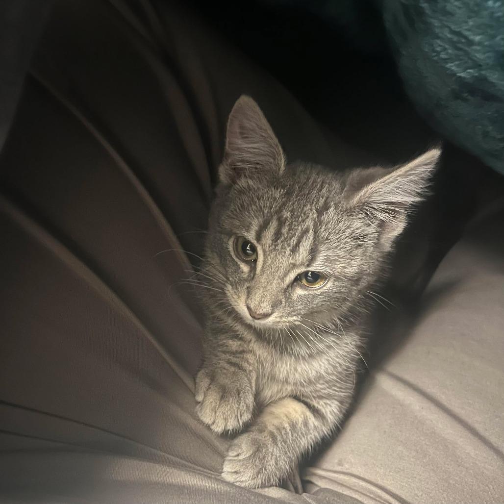 Enlarge Cinders, a Adoptable Domestic Short Hair in Jarrettsville, MD image 5/6