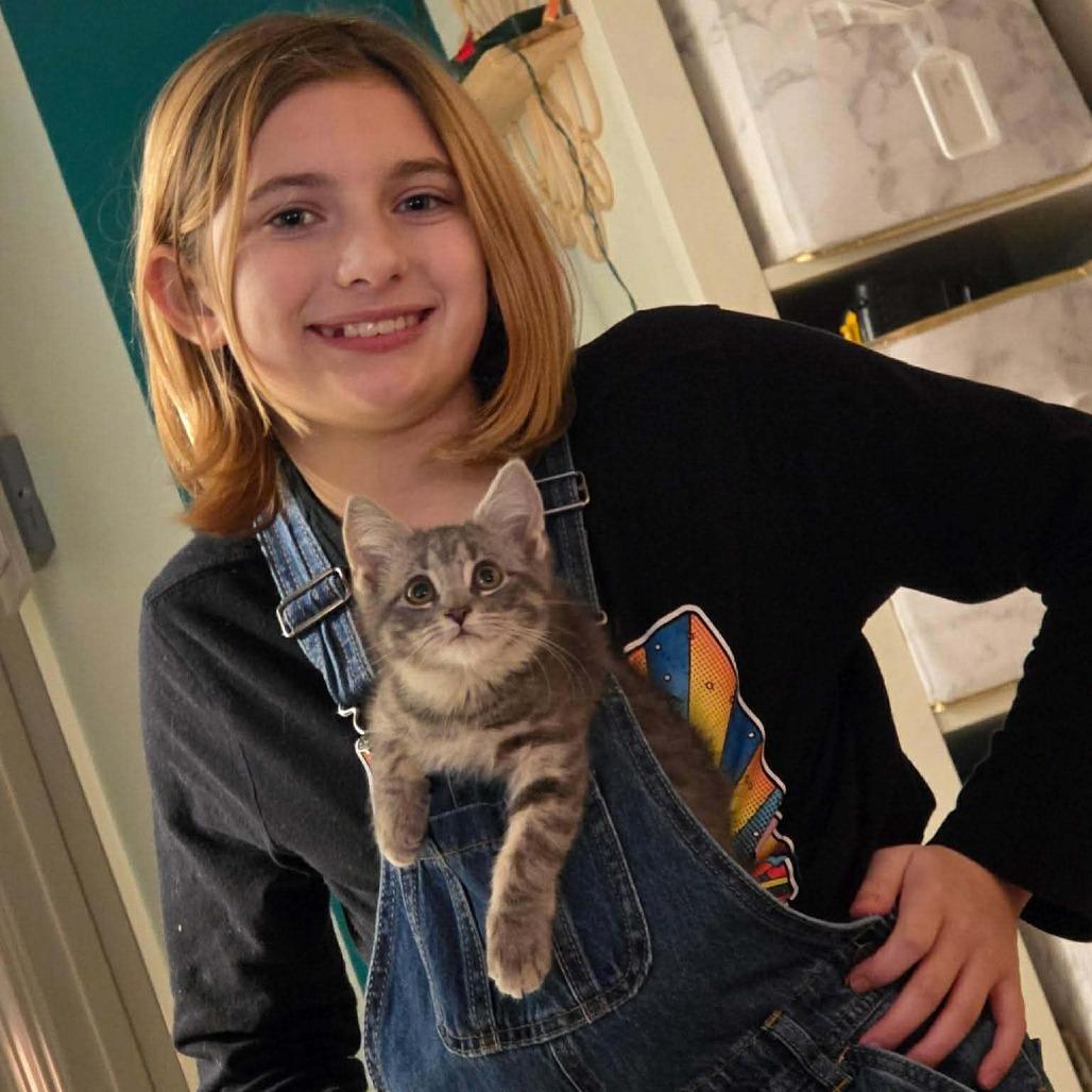 Enlarge Cinders, a Adoptable Domestic Short Hair in Jarrettsville, MD image 6/6