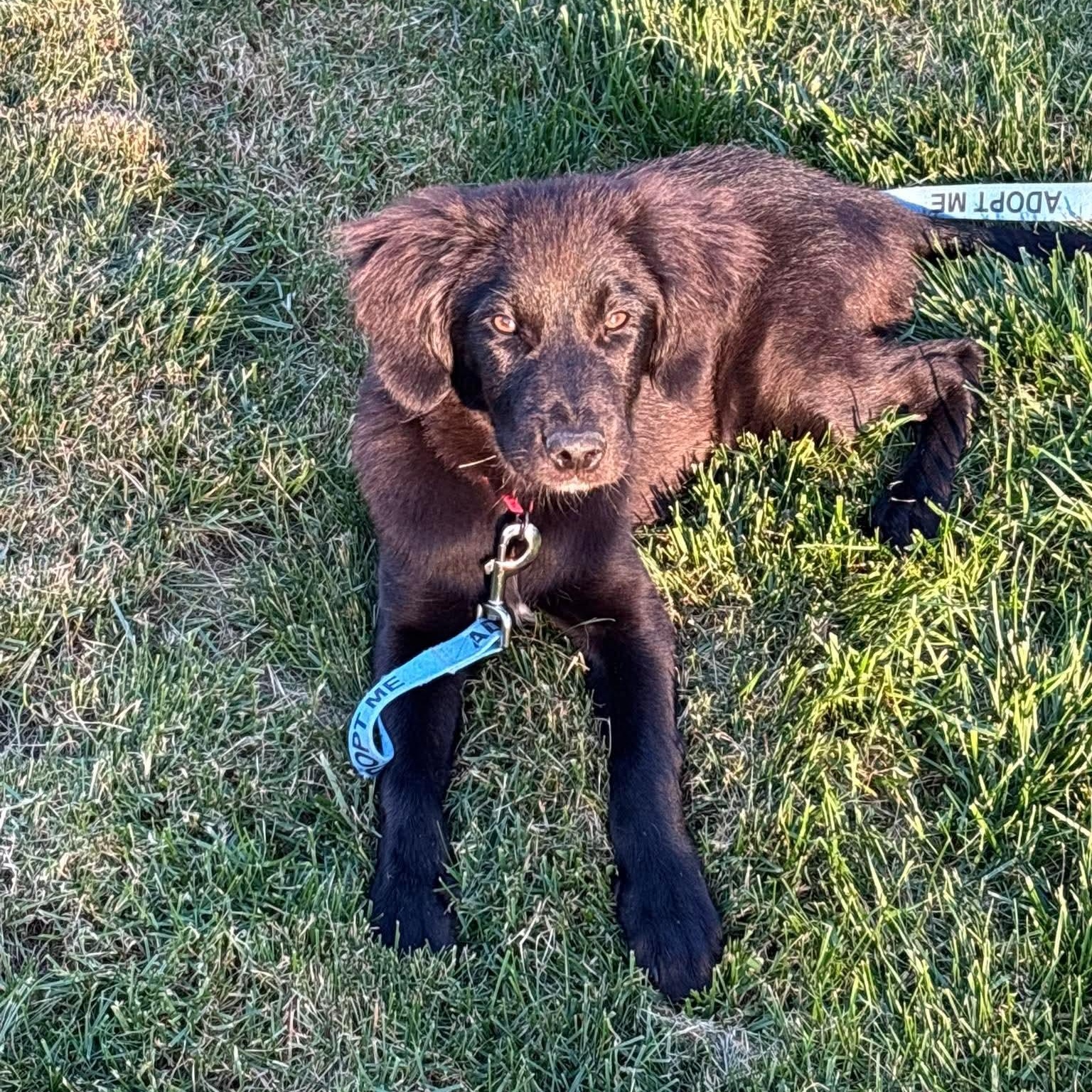 Enlarge Ash, a ADOPTABLE mixed breed in Bethlehem, PA image 3/4