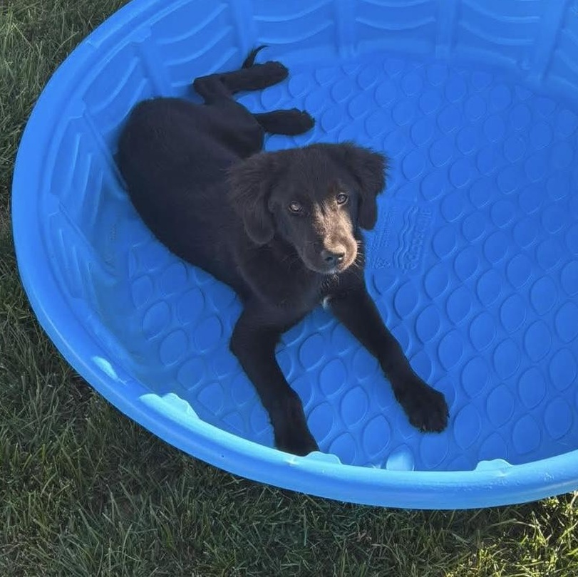 Ash, ADOPTABLE, Puppy Male Boykin Spaniel & Black Labrador Retriever.
