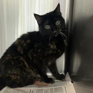Enlarge BERNICE, a Adoptable Domestic Short Hair in San Antonio, TX image 1/1