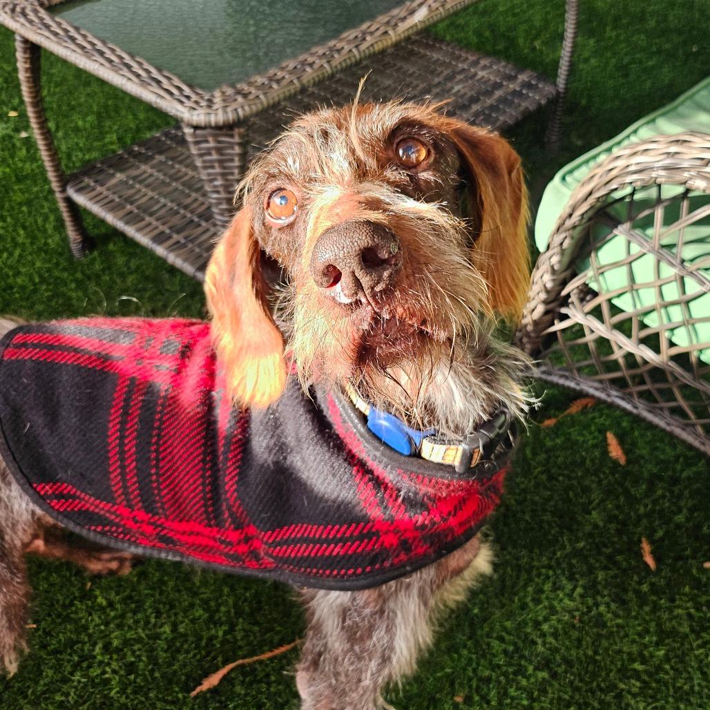 Chance, a Adoptable German Wirehaired Pointer in Sonoma, CA image 2/6