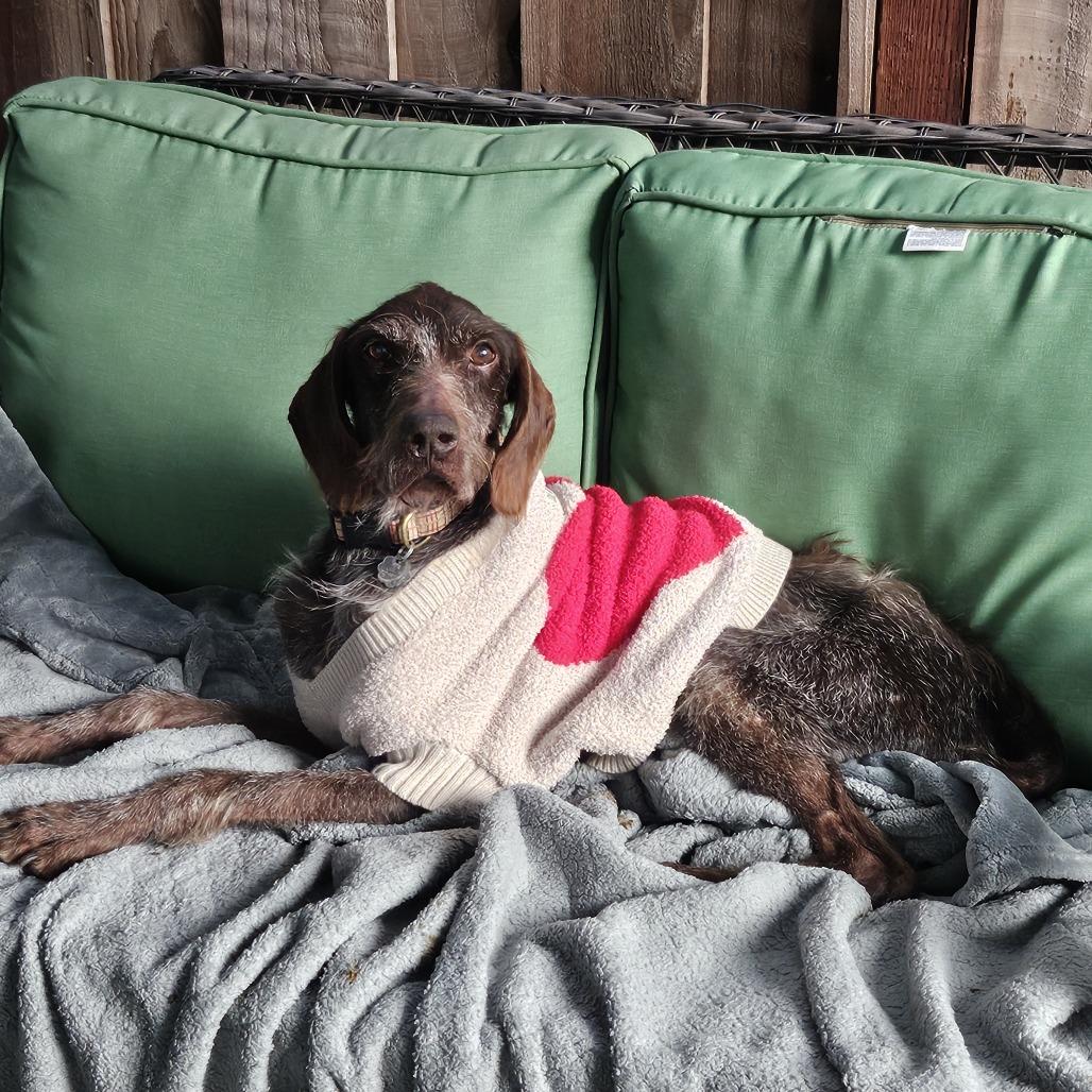 Chance, a Adoptable German Wirehaired Pointer in Sonoma, CA image 3/6