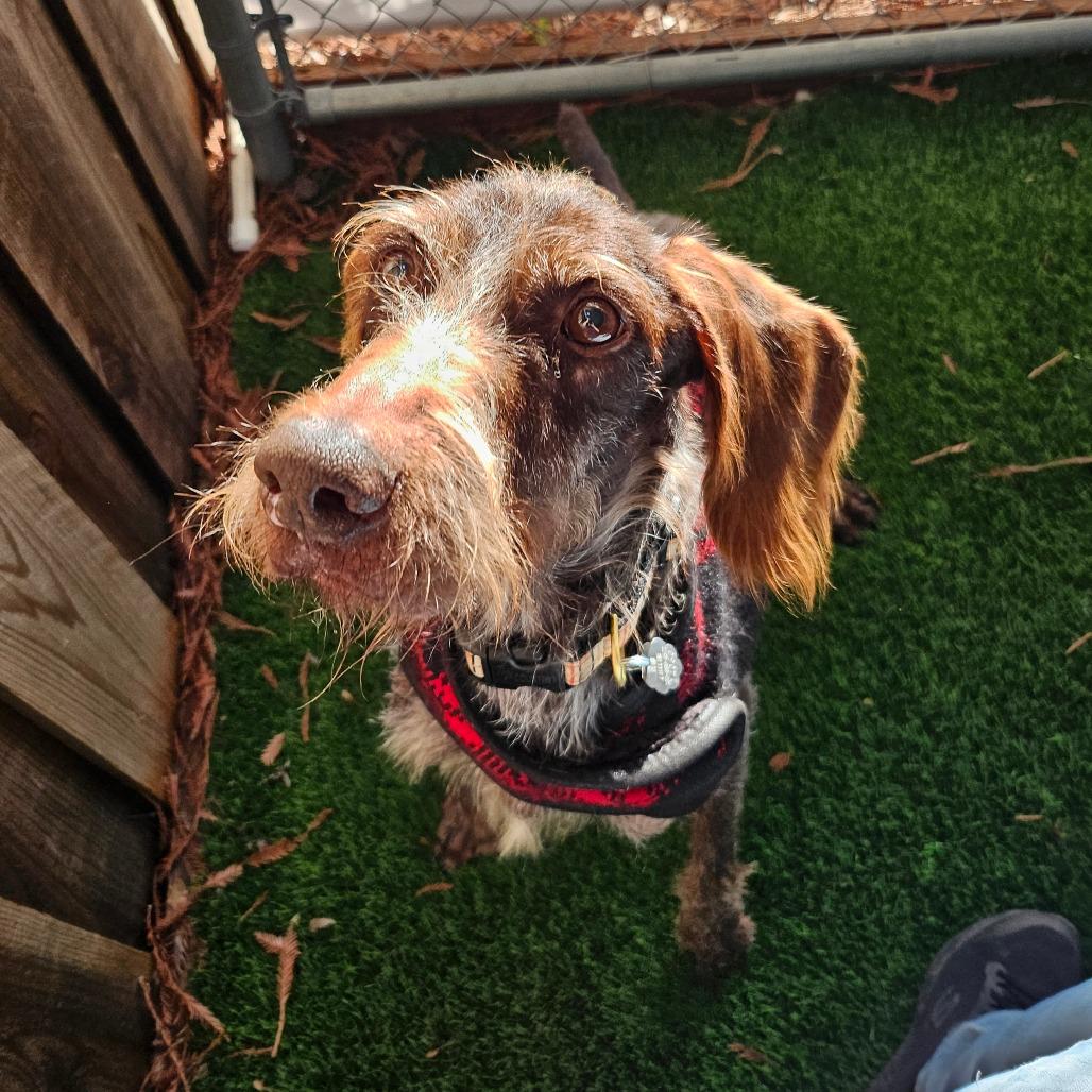 Chance, a Adoptable German Wirehaired Pointer in Sonoma, CA image 6/6