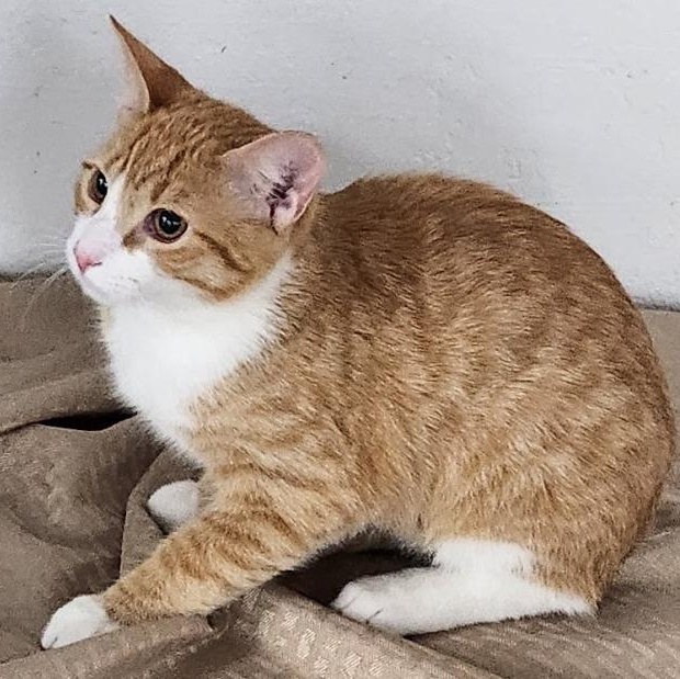 Enlarge MJ, a Adoptable mixed breed in Mesquite, NV image 2/3