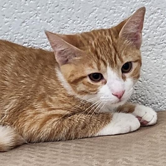 Enlarge MJ, a Adoptable mixed breed in Mesquite, NV image 3/3