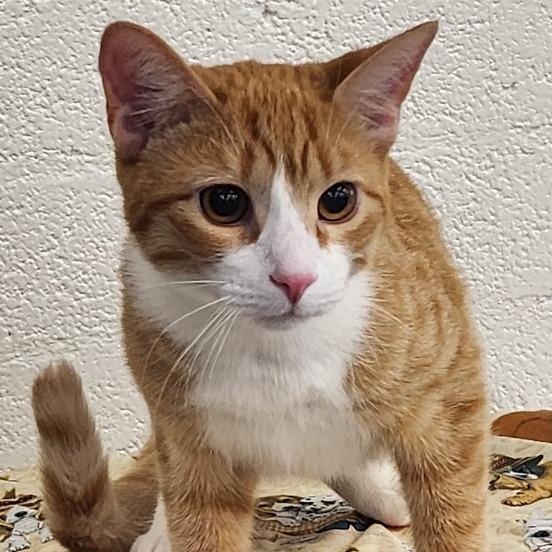 Enlarge MJ, a Adoptable mixed breed in Mesquite, NV image 2/3