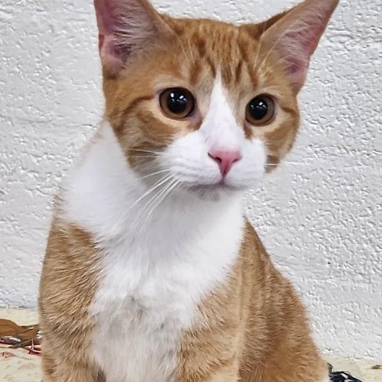 MJ, Adoptable, Young Male Domestic Short Hair.