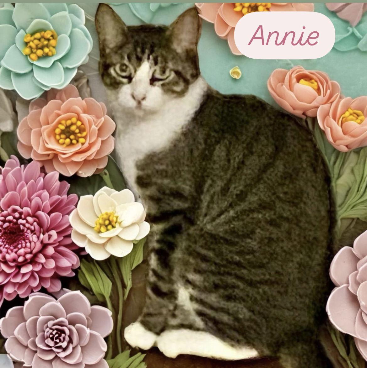 Annie, Adoptable, Adult Female Domestic Short Hair.