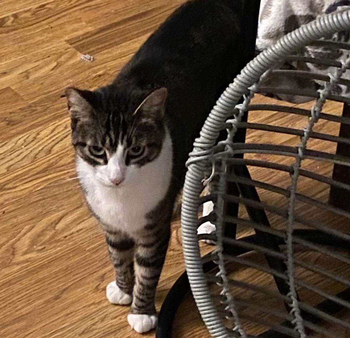 Enlarge Annie, a Adoptable Domestic Short Hair in Castro Valley, CA image 2/3