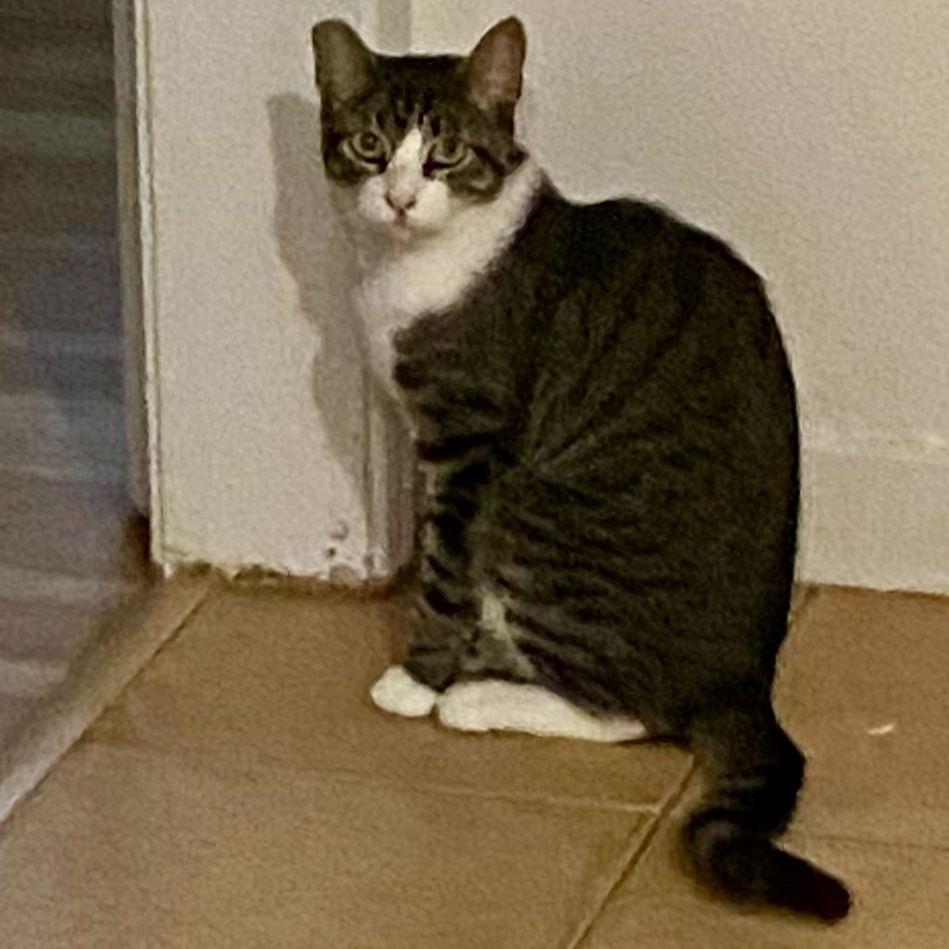 Enlarge Annie, a Adoptable Domestic Short Hair in Castro Valley, CA image 3/3