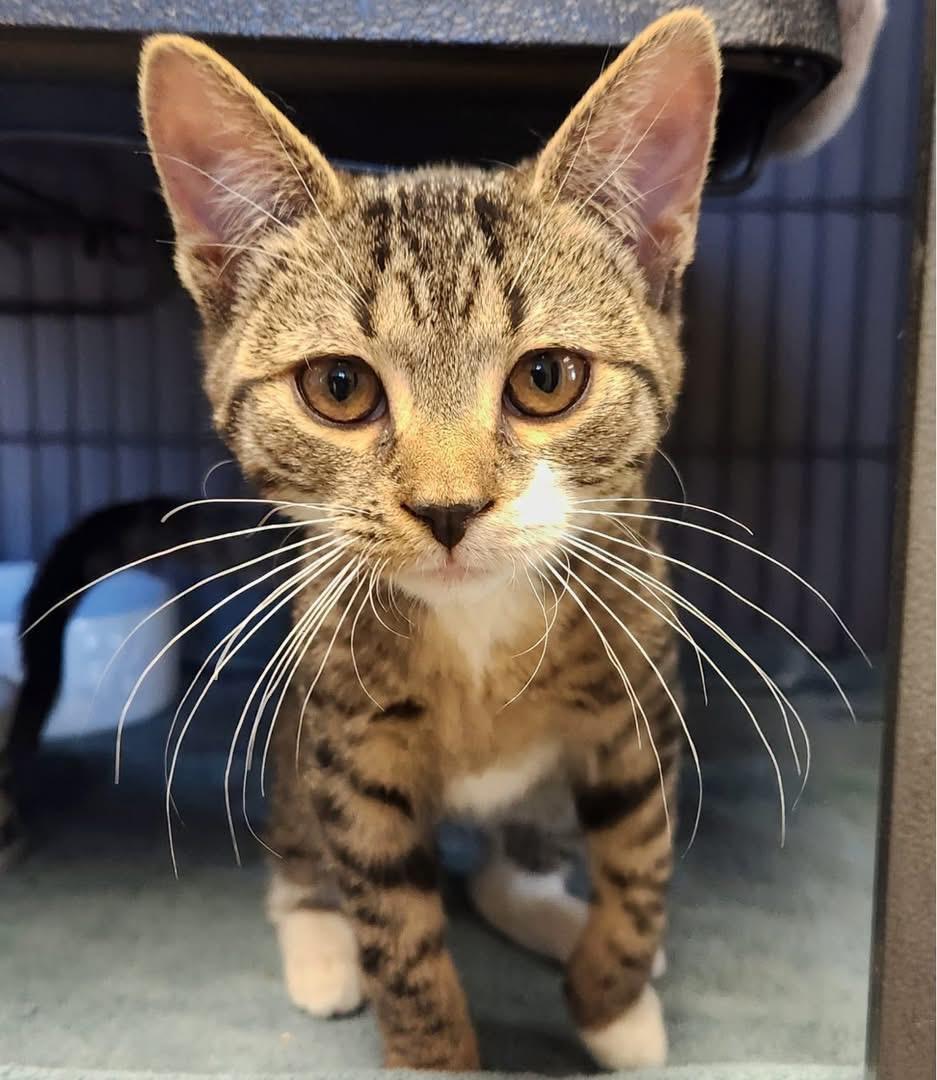 Chessie, an adopted Domestic Short Hair in Turnersville, NJ image 2/3