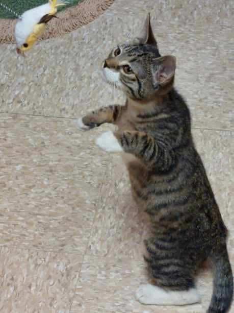 Chessie, adopted, Kitten Female Domestic Short Hair.