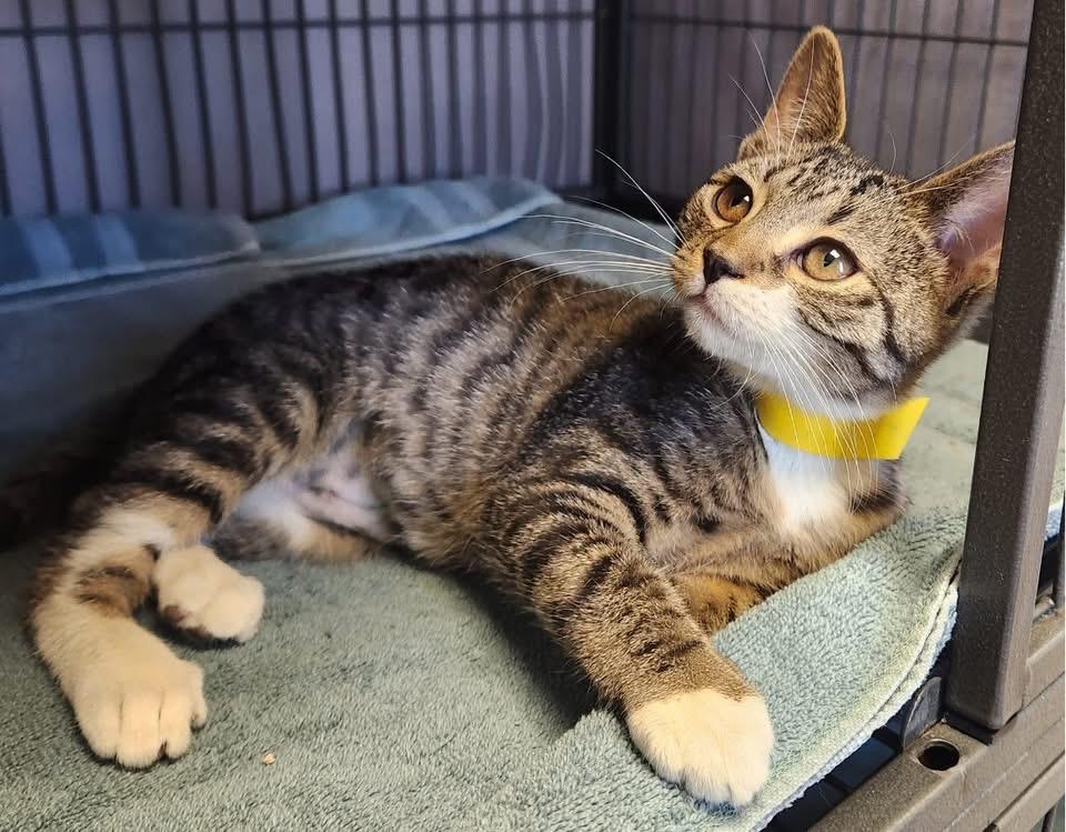 Chessie, an adopted Domestic Short Hair in Turnersville, NJ image 3/3