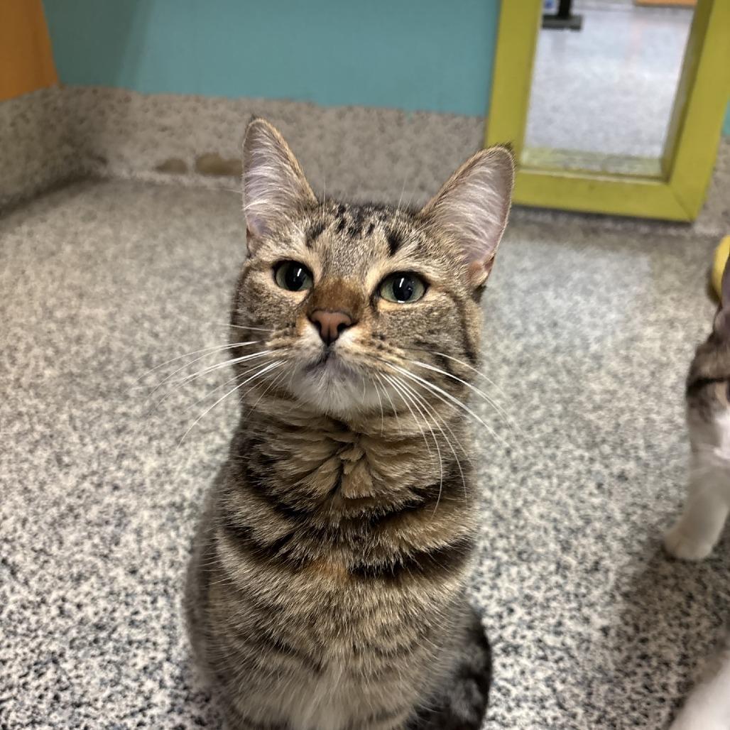 Carrie, a Adoptable Domestic Short Hair in Fresno, CA image 4/6