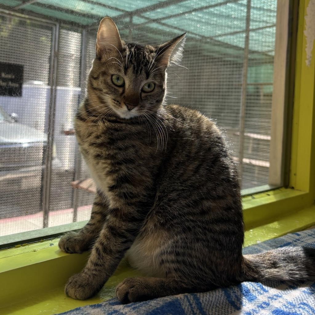 Carrie, a Adoptable Domestic Short Hair in Fresno, CA image 6/6