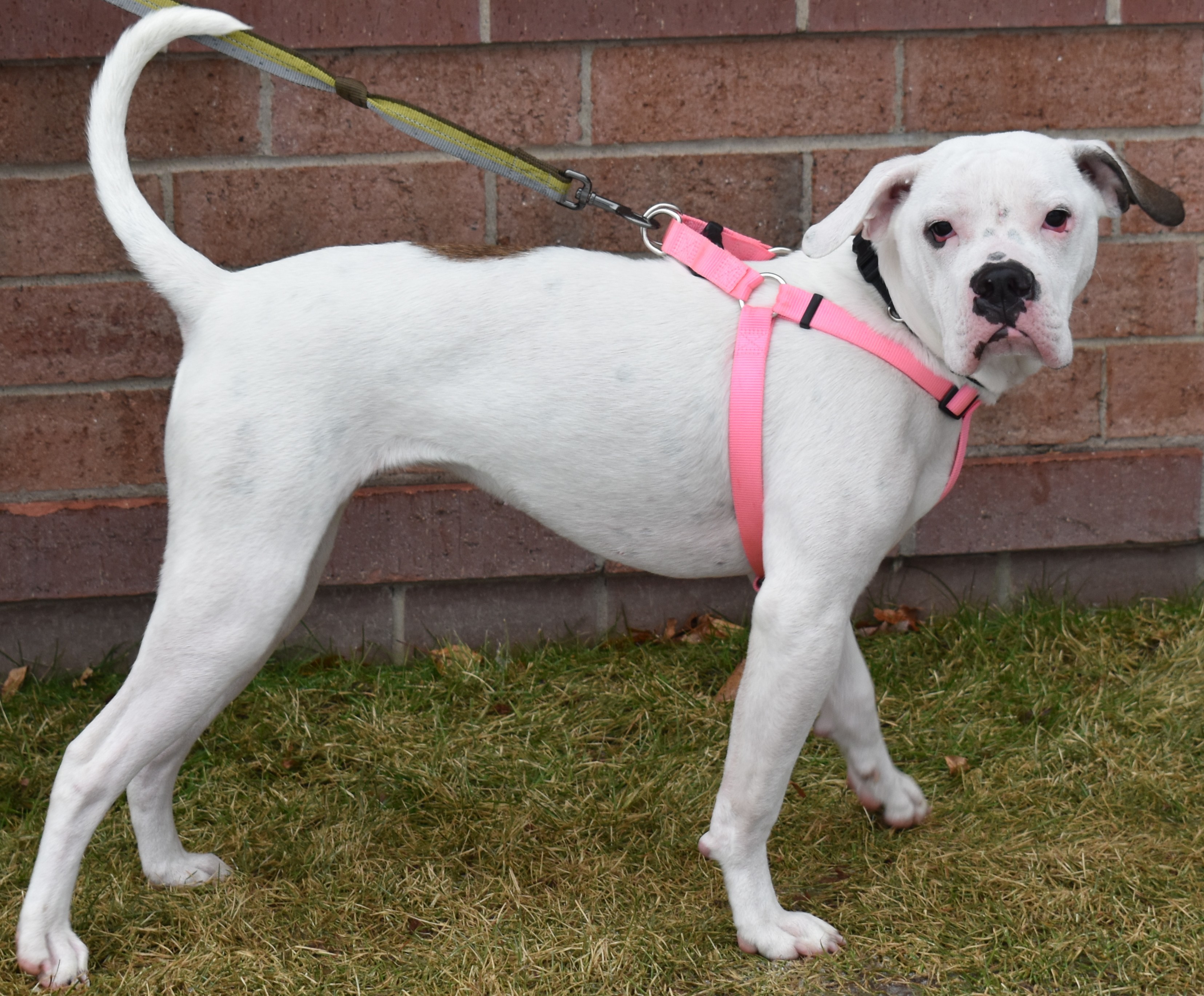 Buttons, Adoptable, Adult Female American Bulldog & Mixed Breed.
