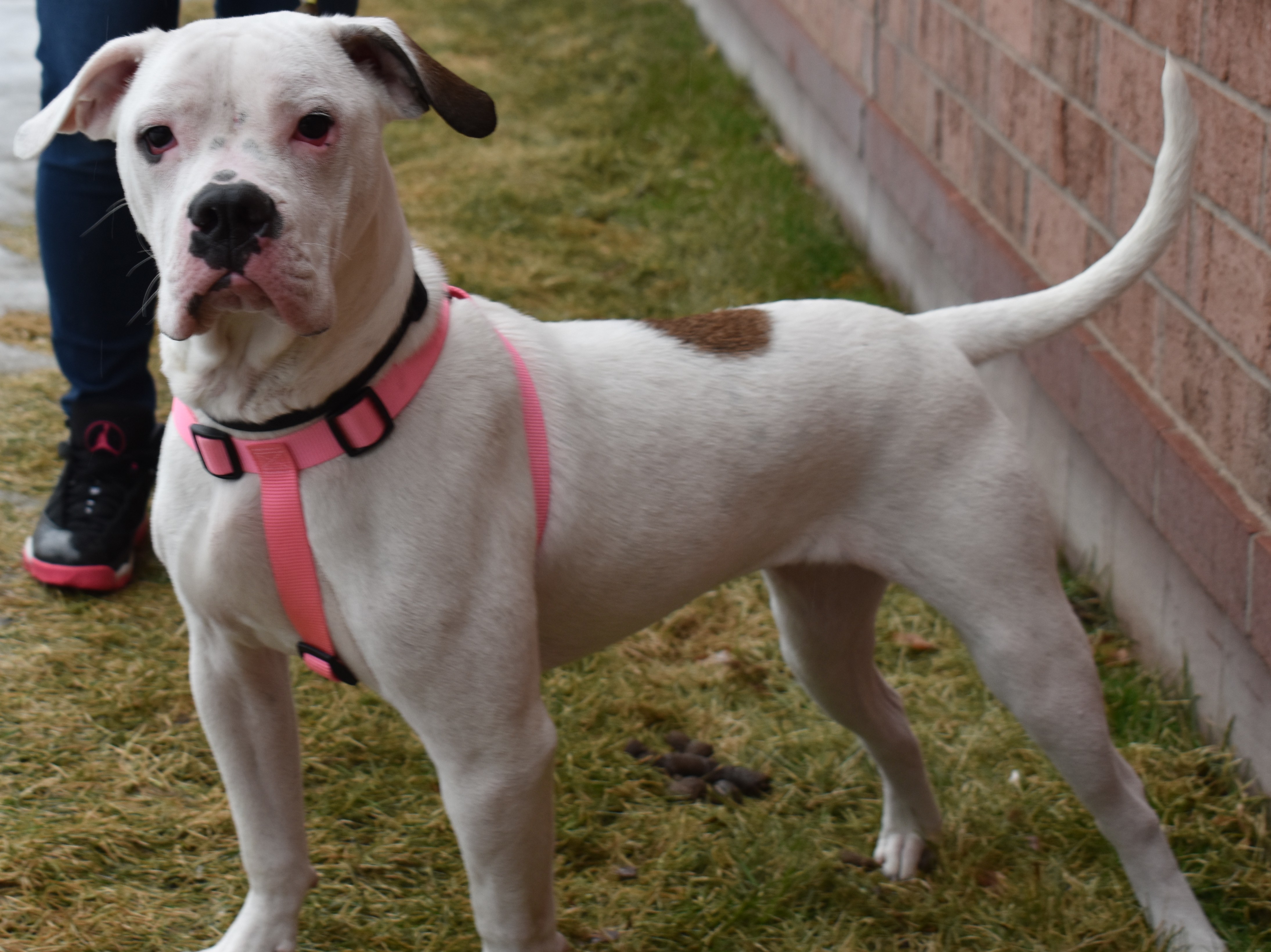 Enlarge Buttons, a Adoptable mixed breed in Lindstrom , MN image 3/6