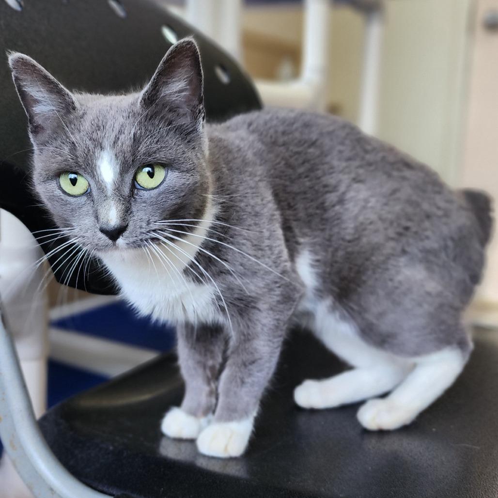 Enlarge London, a Adoptable American Shorthair in Columbus, NC image 1/4