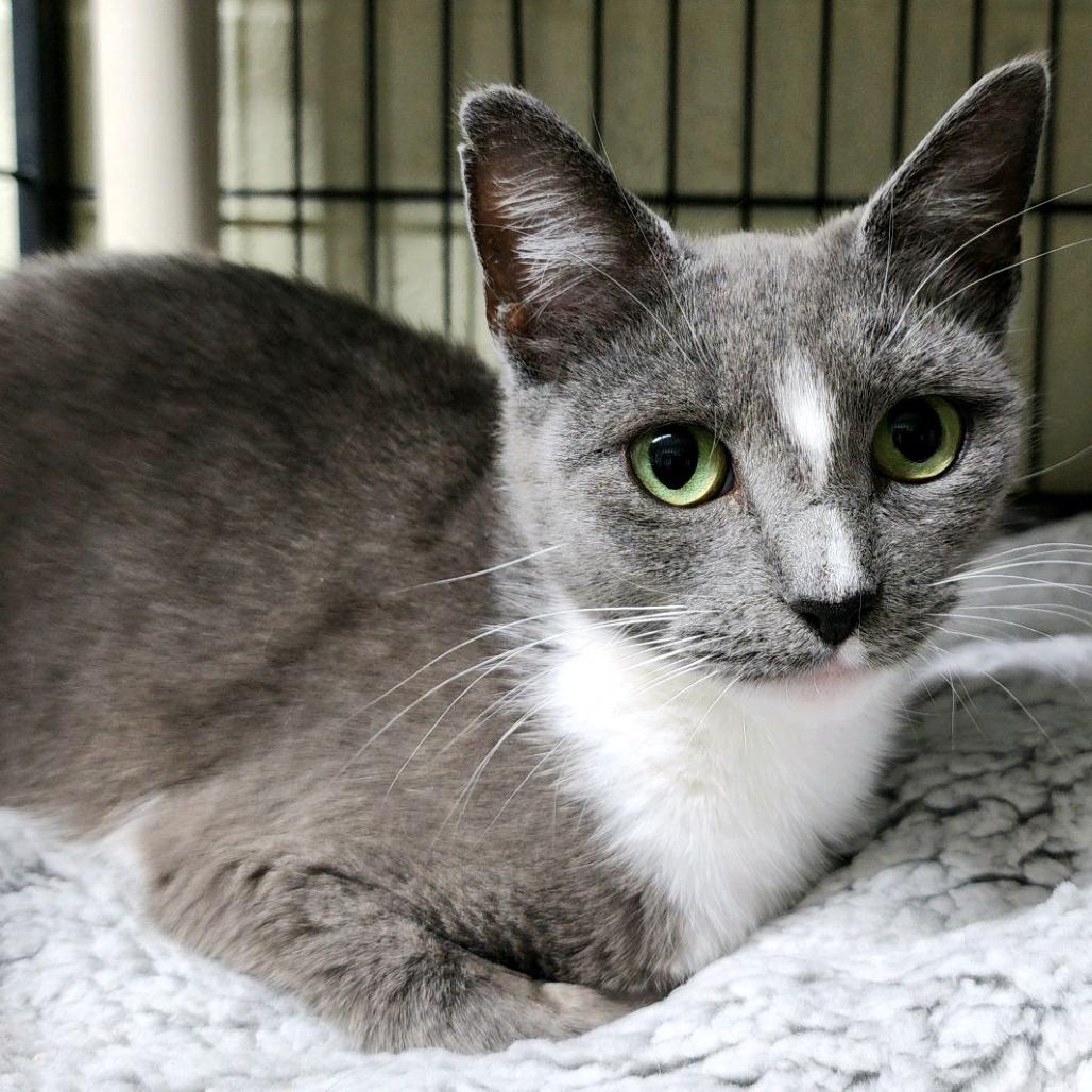Enlarge London, a Adoptable American Shorthair in Columbus, NC image 2/4