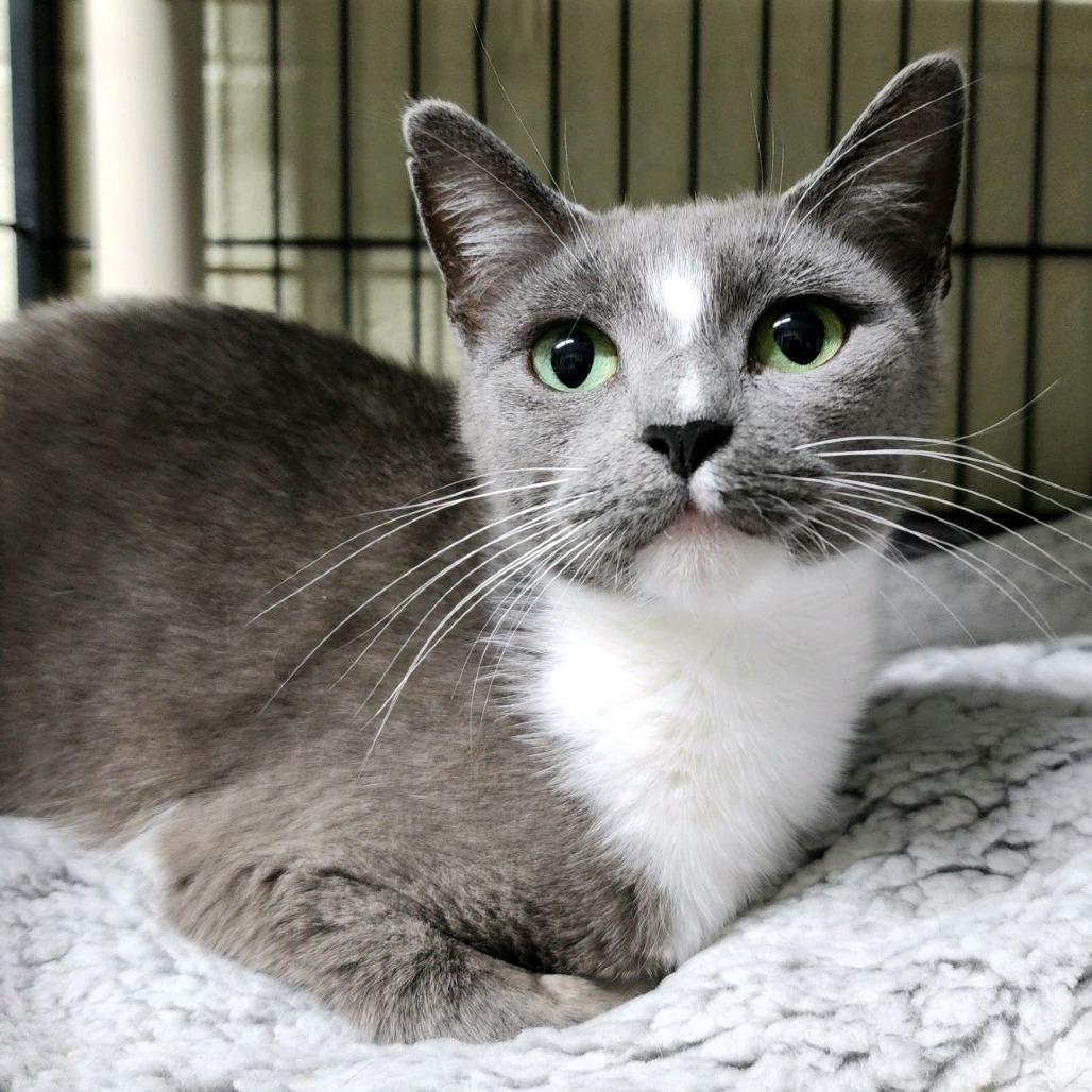 Enlarge London, a Adoptable American Shorthair in Columbus, NC image 3/4