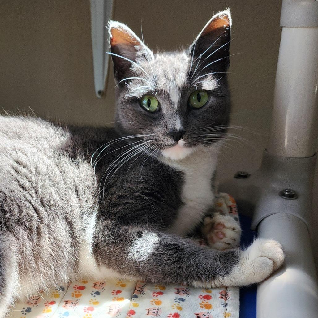 Enlarge London, a Adoptable American Shorthair in Columbus, NC image 4/4