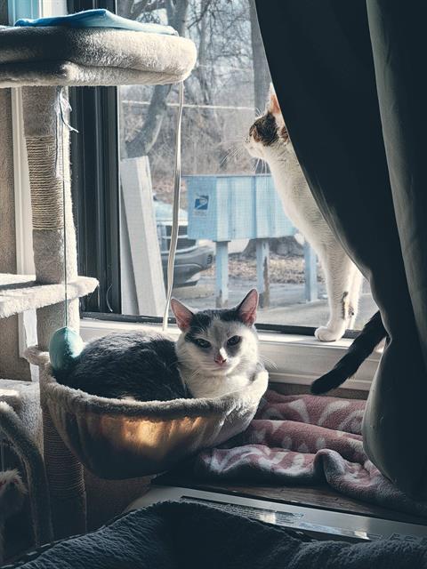 JOLLYBELL, Adoptable, Young Male Domestic Short Hair.