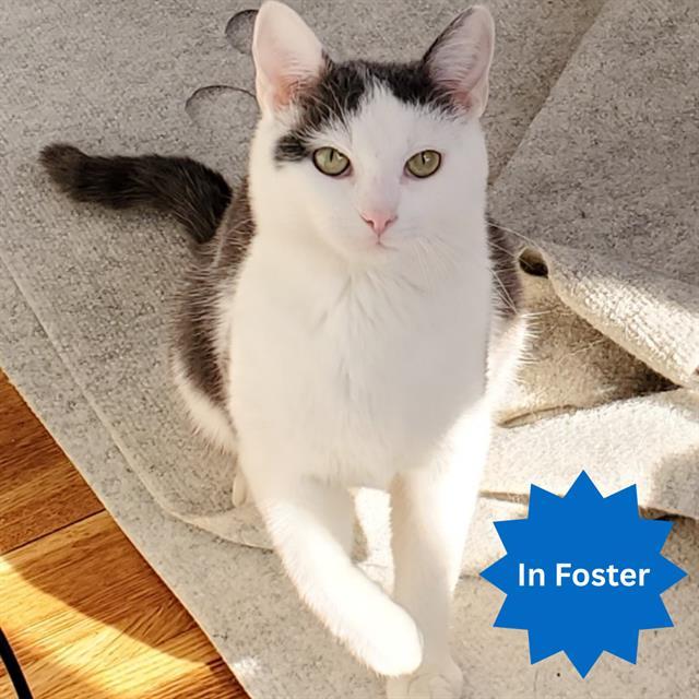 Enlarge JOLLYBELL, a Adoptable Domestic Short Hair in Indianapolis, IN image 1/1