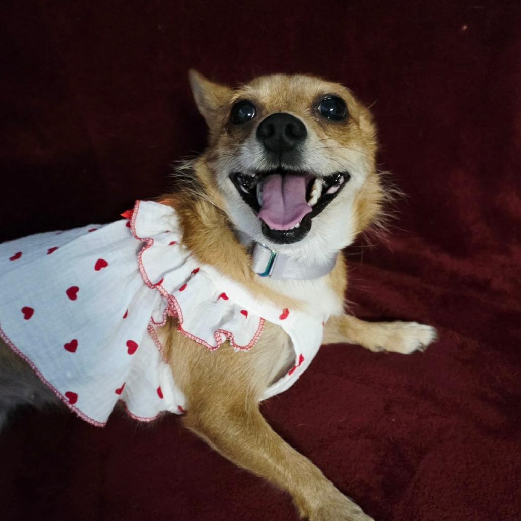 Pixie Dust Smg thumbnail 4